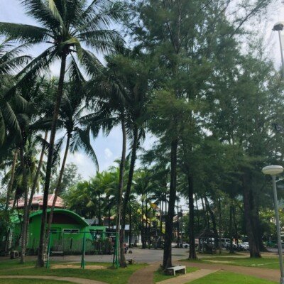 a park with palm trees