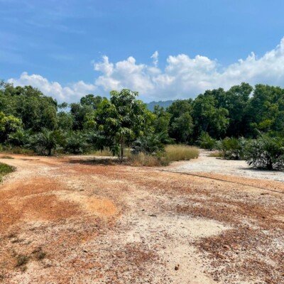 a dirt road surrounded by trees and bushes