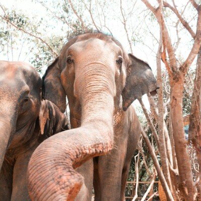 brown elephant standing on brown tree trunk during daytime