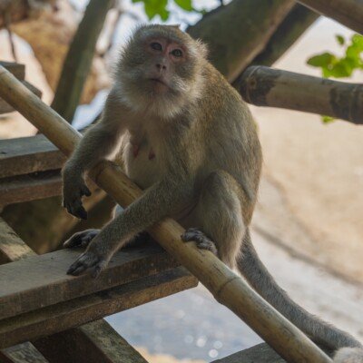 a small monkey sitting on a wooden bench