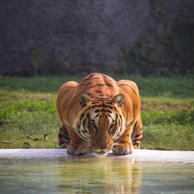 brown and black tiger near body of water