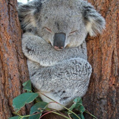 koala bear on brown tree