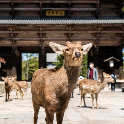 brown deer on white sand during daytime
