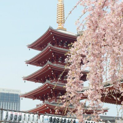 brown and gold pagoda near cherry blossom
