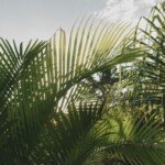 green palm plant
