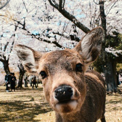 brown deer