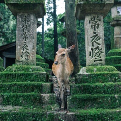 deer in between posts