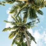a palm tree with blue sky