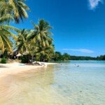 coconut trees beside ocean