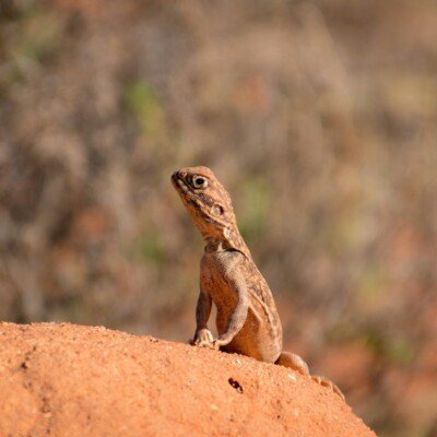 brown and black lizard on brown rock during daytime