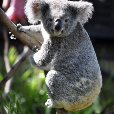 koala on tree branch during daytime